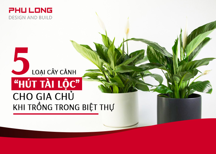 5 loại cây cảnh hút tài lộc cho gia chủ